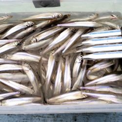 諏訪湖【暖房ド－ム船】ワカサギ釣り！