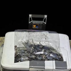 ライトエギングでヒイカを釣るコツを発見!