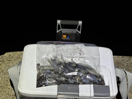 ライトエギングでヒイカを釣るコツを発見!