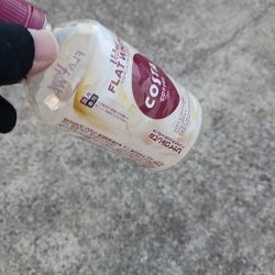 清掃活動：久し振りの尺アジ