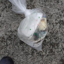 清掃活動：24年ラスト釣行は幻の白甘鯛！！…