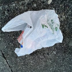 清掃活動：カレイ撃沈！イソベラと遊ぶ