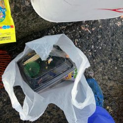 清掃活動：波止から五目釣り