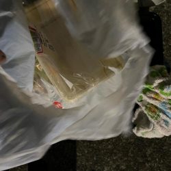 清掃活動：大型スルメイカ大漁