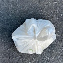 清掃活動：大アジ　回遊しています