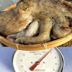 名古屋港沖タコ釣り！