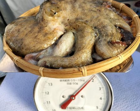 名古屋港沖タコ釣り！