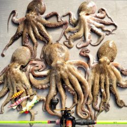 名古屋港沖タコ釣り！