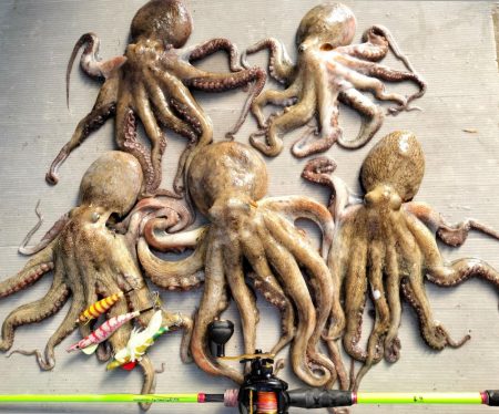 名古屋港沖タコ釣り！