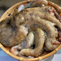 名古屋港沖タコ釣り！