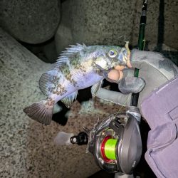 ベイトメバリング