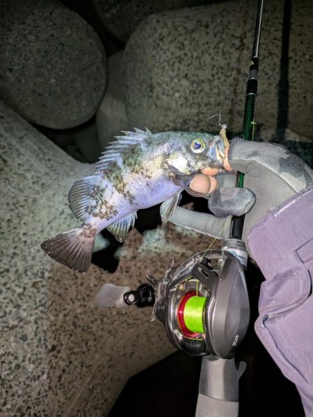 ベイトメバリング