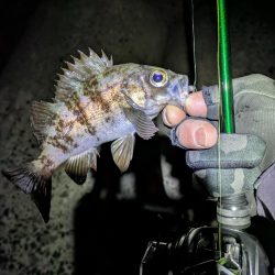 タフコンメバリング