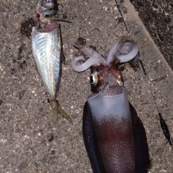 初釣りでクジラ出没!(*_*)