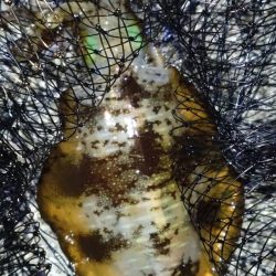 今年初、黒髭軍団釣りキャンプ参戦