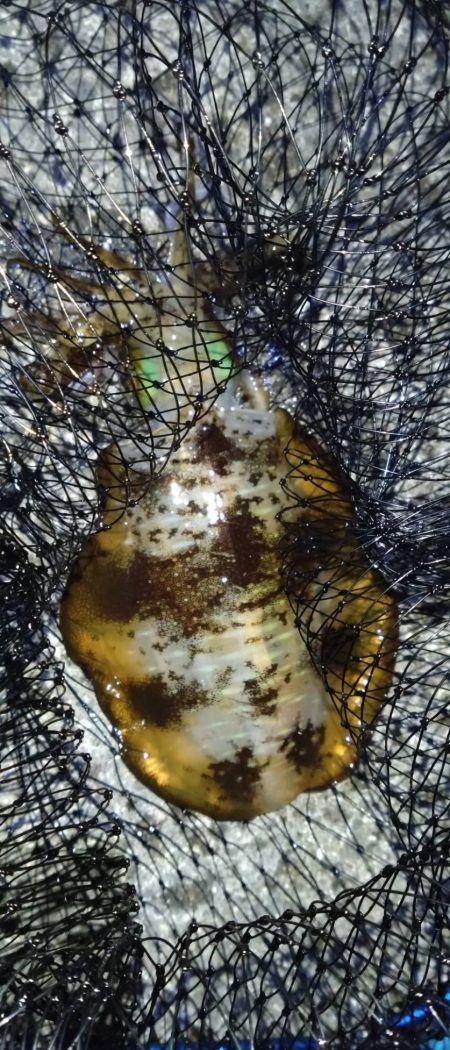 今年初、黒髭軍団釣りキャンプ参戦