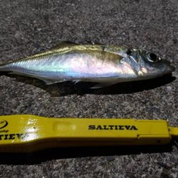 アジ探し@由良周辺