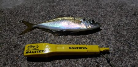 アジ探し@由良周辺