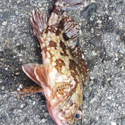 ガシラ探し@由良周辺