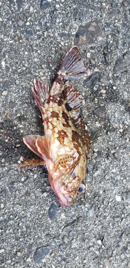 ガシラ探し@由良周辺