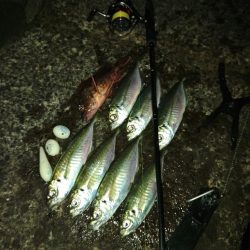 初釣り(尺)?フロートゲーム~