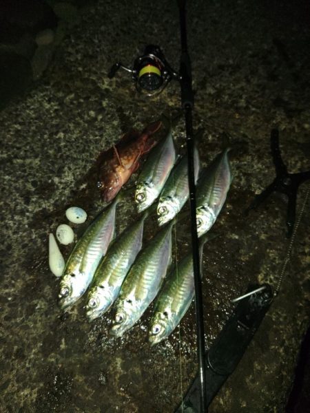 初釣り(尺)?フロートゲーム~