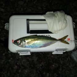 (尺アジ)フロートゲーム~