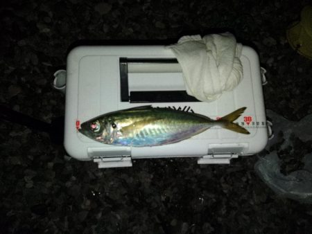 (尺アジ)フロートゲーム~