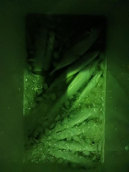 初心者友達とアジ釣り