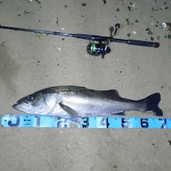 2025年初釣果 湾奥シャローシーバス