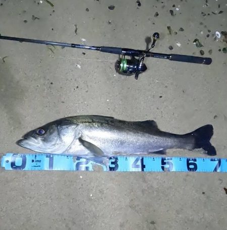 2025年初釣果 湾奥シャローシーバス