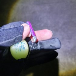 アジ大物狙い失敗、数釣り成功