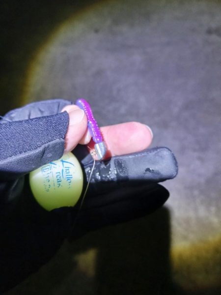 アジ大物狙い失敗、数釣り成功