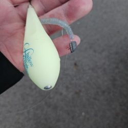 爆風アジング 尺有