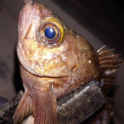 電気ウキ初釣り