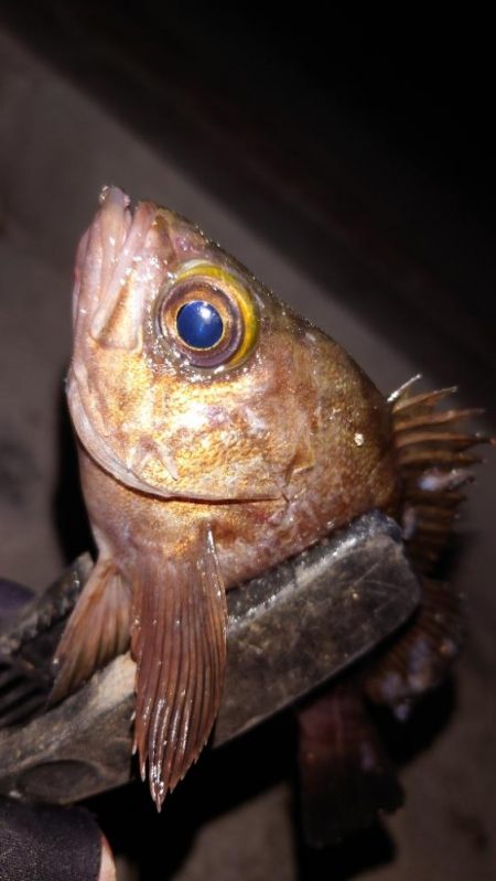 電気ウキ初釣り