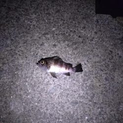 泉大津アジング