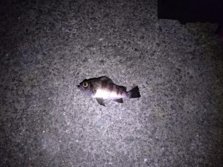 泉大津アジング