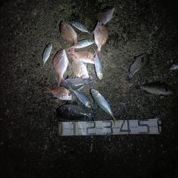 1/17釣果　真鯛微妙なサイズ入れ食い。