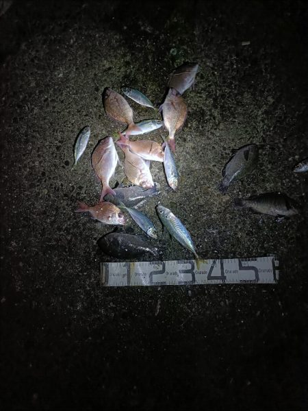 1/17釣果　真鯛微妙なサイズ入れ食い。