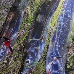 1月いっぱいくらいまでは釣れるといいですね