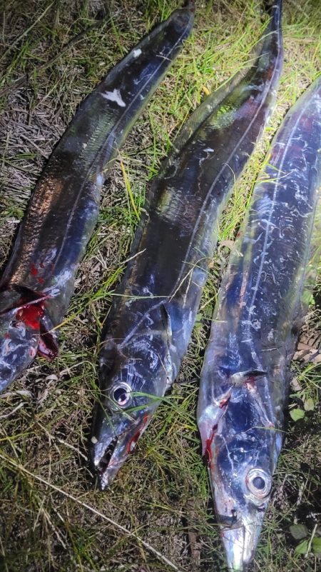 1月いっぱいくらいまでは釣れるといいですね…