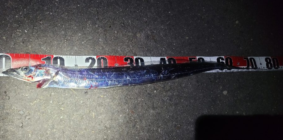 運良く1匹キャッチ