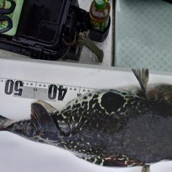 マダイ５目？ジギング