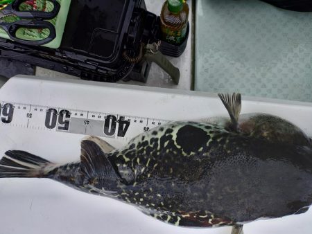 マダイ５目？ジギング