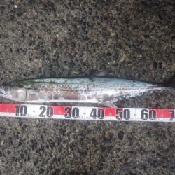 サワラとアイゴ