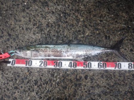 サワラとアイゴ