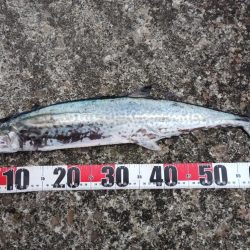 アイゴとサワラ