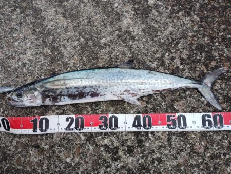 アイゴとサワラ