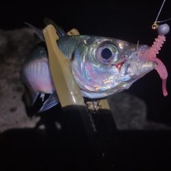 鱒レンジャーアジング